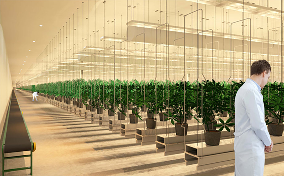 Cultivation Facilities Build | Cannabis Cultivation Facility Design ...